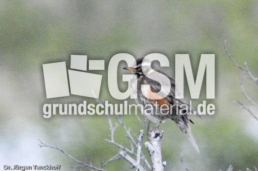 Rotdrossel (1 von 3).jpg